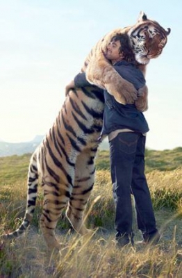 Tiger hugs Man