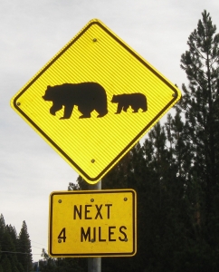 Bear-crossing-story-2-image-4-242x300.jpg