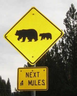 Bear-crossing-story-2-image-4-e1535684764932.jpg